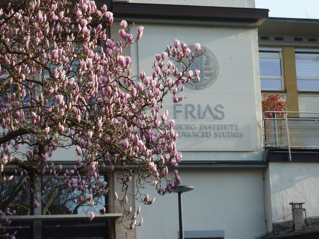 Magnolia und FRIAS.jpg